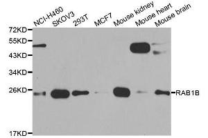 Western blot analysis of extracts of various cell lines, using RAB1B antibody. (RAB1B antibody  (AA 7-201))