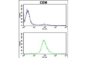 Z Antibody (C-term) (ABIN652562 and ABIN2842378) flow cytometric analysis of CEM cells (bottom histogram) coared to a negative control cell (top histogram). (MPZ antibody  (C-Term))