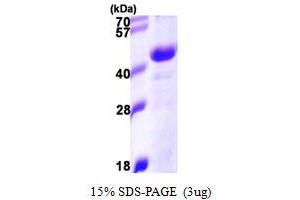 SDS-PAGE (SDS) image for DnaJ (Hsp40) Homolog, Subfamily B, Member 11 (DNAJB11) (AA 23-358) protein (His tag) (ABIN667400)