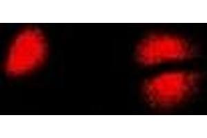 Immunofluorescent analysis of PCBD1 staining in U2OS cells.