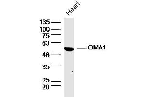 OMA1 anticorps  (AA 401-500)
