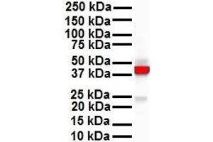 Western Blotting (WB) image for anti-Keratin 18 (KRT18) (N-Term) antibody (ABIN2778669)