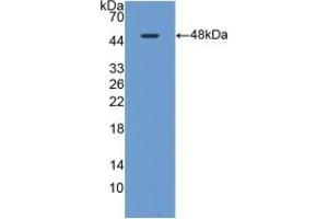Western blot analysis of recombinant Rat MAPt. (MAPT antibody  (AA 34-368))