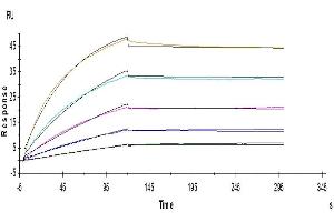 Human TRAIL R1, His Tag captured on CM5 Chip via anti-His antibody can bind Human TRAIL, No Tag with an affinity constant of 0.
