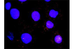 Proximity Ligation Analysis of protein-protein interactions between FLT1 and HCK. (HCK antibody  (AA 1-80))