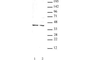 Goosecoid antibody (pAb) tested by Western blot. (GSC antibody  (N-Term))