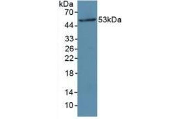 MYLK antibody  (AA 1684-1884)