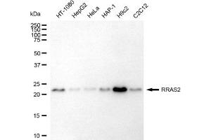 Western blotting analysis using RRAS2 antibody (ABIN7800167).