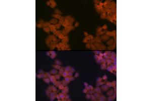 Immunofluorescence analysis of HeLa cells using CDC23 Rabbit mAb (ABIN7266247) at dilution of 1:100 (40x lens). (CDC23 antibody)