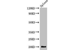 Western Blot Positive WB detected in: Mouse spleen tissue All lanes: WRB antibody at 3. (WRB antibody  (AA 38-99))