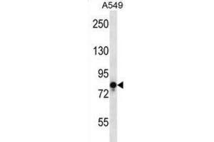 Western Blotting (WB) image for anti-Transient Receptor Potential Cation Channel, Subfamily V, Member 1 (TRPV1) antibody (ABIN2997658) (TRPV1 antibody)