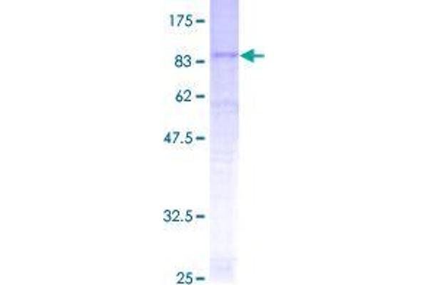 SLC22A17 Protein (AA 1-538) (GST tag)