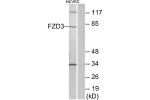 Western blot analysis of extracts from HUVEC cells, using FZD3 antibody.