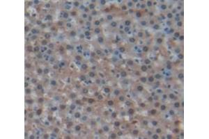 Figure. (Vitronectin antibody  (AA 21-400))