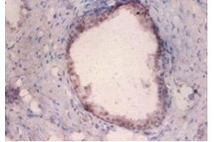 Immunohistochemistry of paraffin-embedded human prostate tissue using ABIN7159368 at dilution of 1:100