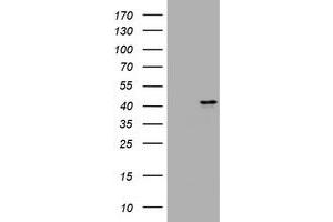 Image no. 2 for anti-Mucin 16, Cell Surface Associated (CA125) (AA 10329-10628) antibody (ABIN1490812) (MUC16 antibody  (AA 10329-10628))