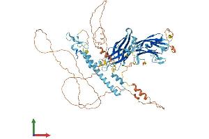 AlphaFold protein structure predicition of Human Recombinant SYTL5 Protein, UniprotID Q8TDW5 (SYTL5 Protein (AA 1-730) (His tag))