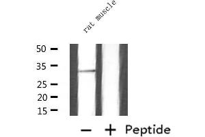 Western blot analysis of extracts from rat muscle, using ATG5 Antibody. (ATG5 antibody  (C-Term))