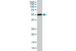 TTC8 monoclonal antibody (M03), clone 7E2 Western Blot analysis of TTC8 expression in NIH/3T3 . (TTC8 antibody  (AA 416-514))