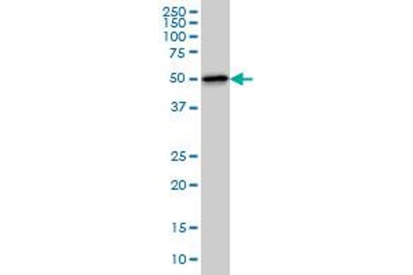 TTC8 antibody  (AA 416-514)