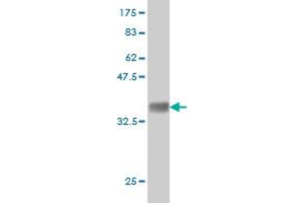 DLG1 antibody  (AA 1-90)