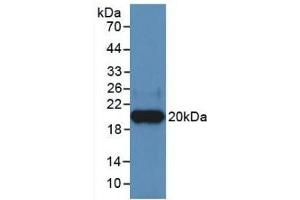Detection of Recombinant HPA, Human using Monoclonal Antibody to Heparanase (HPSE) (HPSE antibody  (AA 400-543))