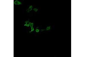 Image no. 2 for anti-Chromosome 2 Open Reading Frame 62 (C2orf62) antibody (ABIN1497054) (C2orf62 antibody)
