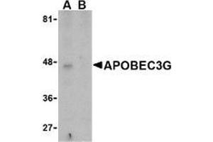 Western blot analysis of APOBEC3G expression in Caco-2 cell lysate in the (A), absence and (B) presence of blocking peptide with AP30069PU-N APOBEC3G antibody at 5 μg/ml. (APOBEC3G antibody  (N-Term))