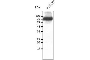 Western Blotting (WB) image for anti-CFP Fluorescent Protein antibody (ABIN7273090) (CFP Fluorescent Protein antibody)
