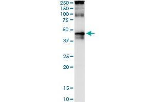 Immunoprecipitation of TARBP2 transfected lysate using anti-TARBP2 monoclonal antibody and Protein A Magnetic Bead , and immunoblotted with TARBP2 purified MaxPab rabbit polyclonal antibody. (TARBP2 antibody  (AA 141-250))