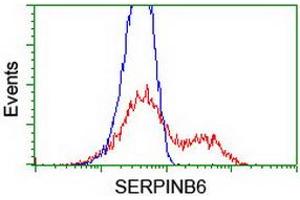 HEK293T cells transfected with either RC200668 overexpress plasmid (Red) or empty vector control plasmid (Blue) were immunostained by anti-SERPINB6 antibody (ABIN2455439), and then analyzed by flow cytometry. (SERPINB6 antibody)