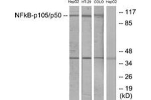 Western blot analysis of extracts from HepG2/HT-29/COLO cells, using NF-kappaB p105/p50 (Ab-907) Antibody.