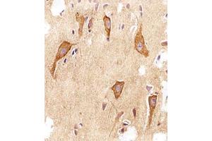 Immunohistochemical staining of paraffin-embedded human brain section reacted with VAMP8 monoclonal antibody  at 1:25 dilution. (VAMP8 antibody  (N-Term))