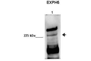 Human sperm extract (Exophilin 5 antibody  (Middle Region))