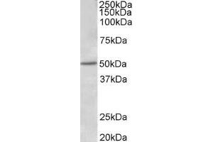 ABIN5539801 (1µg/ml) staining of Human Placenta lysate (35µg protein in RIPA buffer). (ESR2 antibody  (AA 417-428))