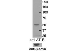 AGTR1 antibody - N-terminal region  validated by WB using Mouse Brain Membranes at 1:4000. (Angiotensin II Type-1 Receptor antibody  (N-Term))