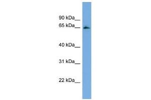 FBXL5 antibody used at 1 ug/ml to detect target protein. (FBXL5 antibody  (Middle Region))