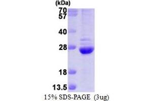 SDS-PAGE (SDS) image for Proteasome (Prosome, Macropain) Subunit, beta Type, 6 (PSMB6) (AA 35-239) protein (His tag) (ABIN666622)