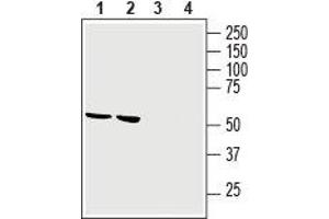 Western blot analysis of rat brain lysate (lanes 1 and 3) and mouse brain membranes (lanes 2 and 4): - 1,2. (GPR34 antibody  (Extracellular))