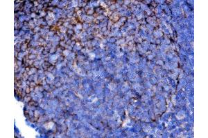 IHC analysis of Cd2 using anti-Cd2 antibody (ABIN7600738). (CD2 antibody  (AA 23-201))