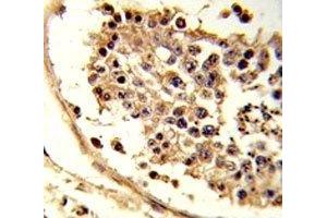 IHC analysis of FFPE human testis tissue stained with CXCR7 antibody (CXCR7 antibody  (AA 330-358))