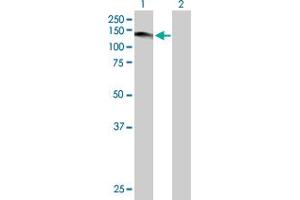 Western Blot analysis of USP1 expression in transfected 293T cell line by USP1 MaxPab polyclonal antibody. (USP1 antibody  (AA 1-785))