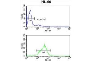 Flow Cytometry (FACS) image for anti-Engrailed Homeobox 2 (EN2) antibody (ABIN3003224) (EN2 antibody)