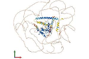 AlphaFold protein structure predicition of Human Recombinant MLLT10 Protein, UniprotID P55197