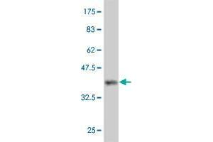 Western Blot detection against Immunogen (36. (PCDHB15 antibody  (AA 207-306))