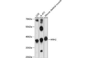 Western blot analysis of extracts of various cell lines, using HRH2 antibody (ABIN7267660) at 1:1000 dilution. (HRH2 antibody  (AA 150-250))