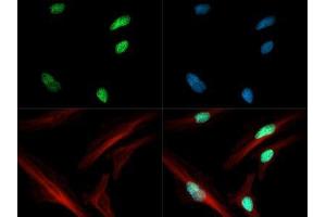 Immunofluorescence of Rabbit Anti-Histone H3 [ac Lys4] Antibody. (Histone 3 antibody  (H3K4ac))