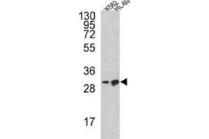 Western Blotting (WB) image for anti-BCL2-Like 11 (Apoptosis Facilitator) (BCL2L11) antibody (ABIN5024165)