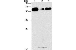 Western blot analysis of Raji, PC3 and lovo cell, using CD27 Polyclonal Antibody at dilution of 1:727 (CD27 antibody)