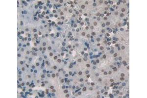 Figure. (PPARA antibody  (AA 280-433))